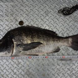 朝ﾏﾂﾞﾒだけど活性が低い