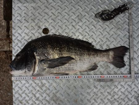 朝ﾏﾂﾞﾒだけど活性が低い