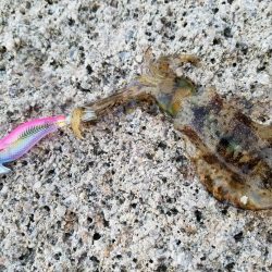 いろいろ、ランガンして…