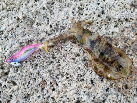 いろいろ、ランガンして…