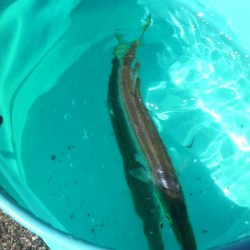 #日本海 美味しい カマス絶好調!