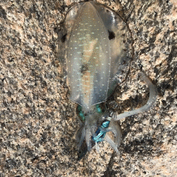 瀬戸内の島エギング(2019-3)