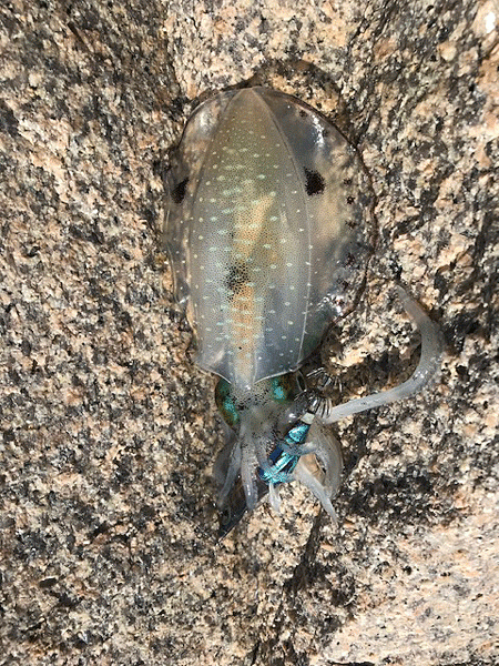 瀬戸内の島エギング(2019-3)