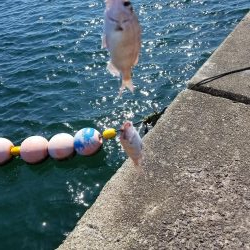 大潮 満月 まあまあのチャリコ!