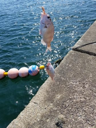 大潮 満月 まあまあのチャリコ!