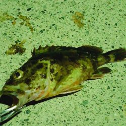 ゴカイで探り釣り