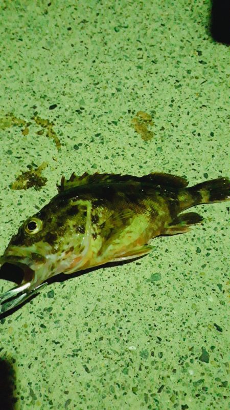 ゴカイで探り釣り