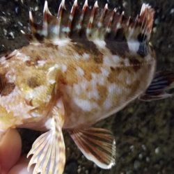 アジ時々太刀魚