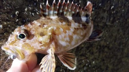 アジ時々太刀魚