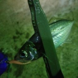 アジを求めて~♪ヽ(´▽`)/