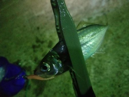 アジを求めて～♪ヽ(´▽｀)/