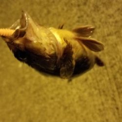 アジ、カサゴラッシュ