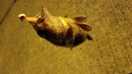 アジ、カサゴラッシュ