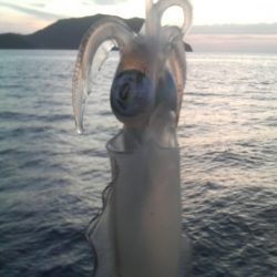 シイラ警報発令の為アオリイカ避難中