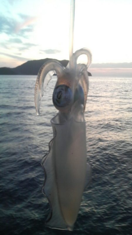 シイラ警報発令の為アオリイカ避難中