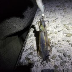 アオリ新子リベンジ！