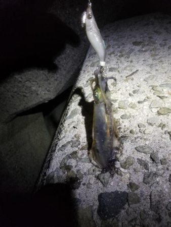 アオリ新子リベンジ！