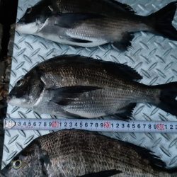 大潮の夕マヅメはアツイ❗