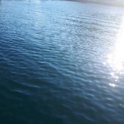 アイゴ40オーバー！グレも！！！！！！