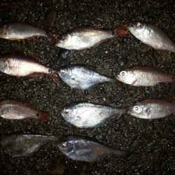 夜釣りでアジ!!!