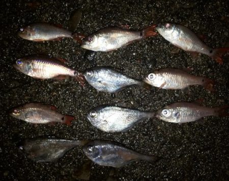 夜釣りでアジ!!!