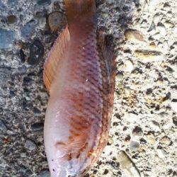 グレ!!とおまけ1匹ちゃん。