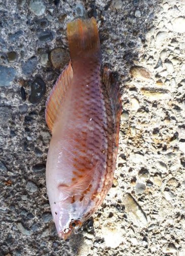 グレ!!とおまけ1匹ちゃん。