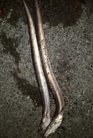 1ｍオーバーのハモ３匹！！