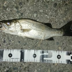 アジのサイズもよくなってきてる