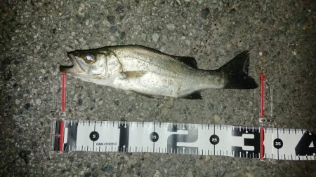 アジのサイズもよくなってきてる