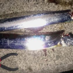 今期初タチウオ