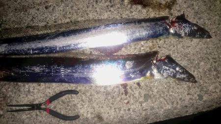 今期初タチウオ