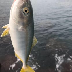 魚種が豊富