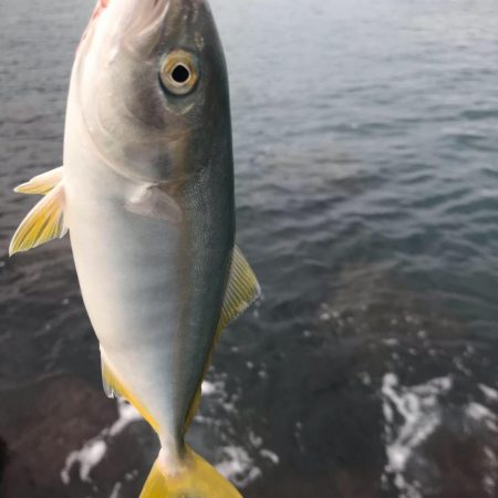 魚種が豊富
