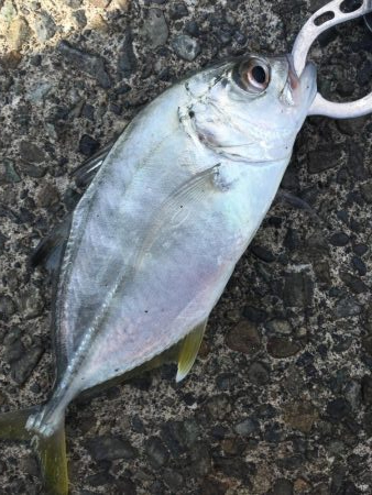 メッキ アナハゼ