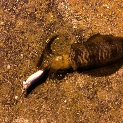 県南でエギング