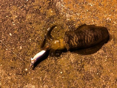 県南でエギング