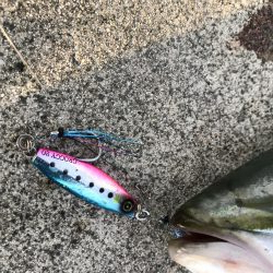 9月9日やっとハマチ