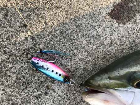 9月9日やっとハマチ