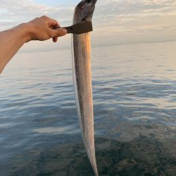 タチウオいてます