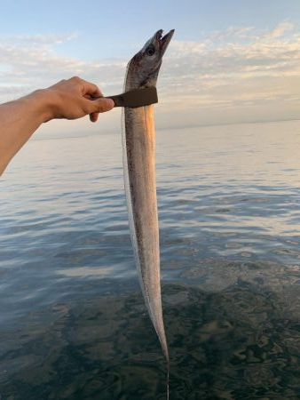 タチウオいてます