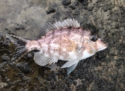 海が大荒で波でぐしょぐしょ