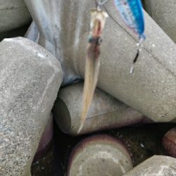 渋いが青物釣れます