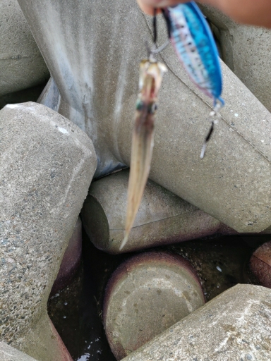 渋いが青物釣れます