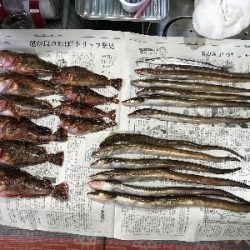 夜釣りの五目釣り