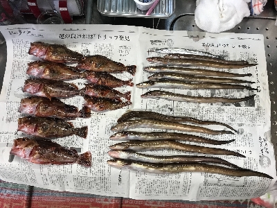 夜釣りの五目釣り