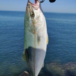 青物含め3目ヒット