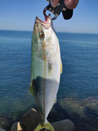 青物含め3目ヒット