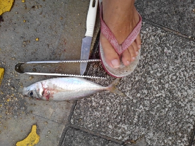 9/16釣果。チヌデカアジキス