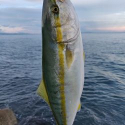 珍しくカンパチも